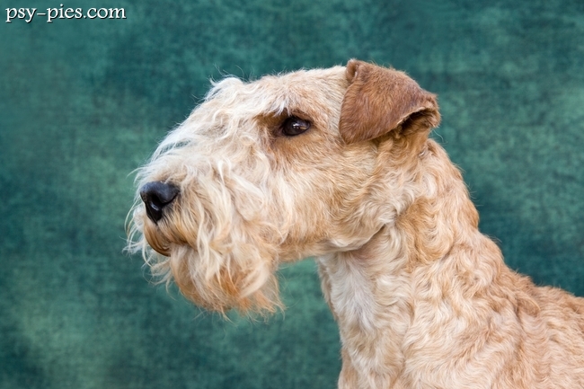 Lakeland terrier