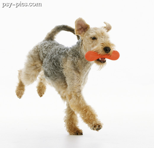 Lakeland terrier