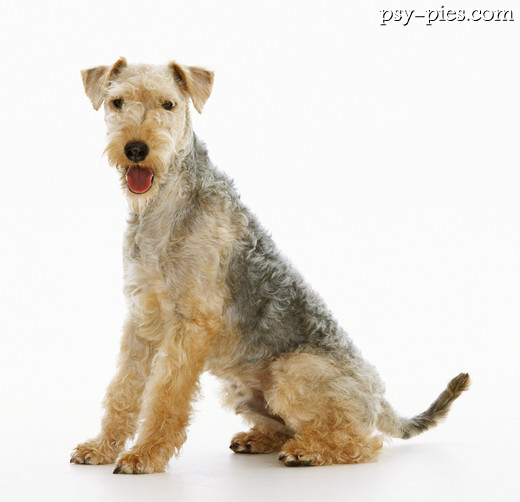 Lakeland terrier