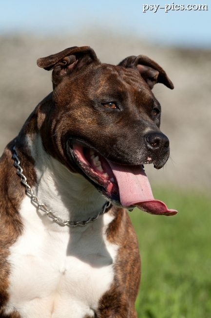 American staffordshire terrier