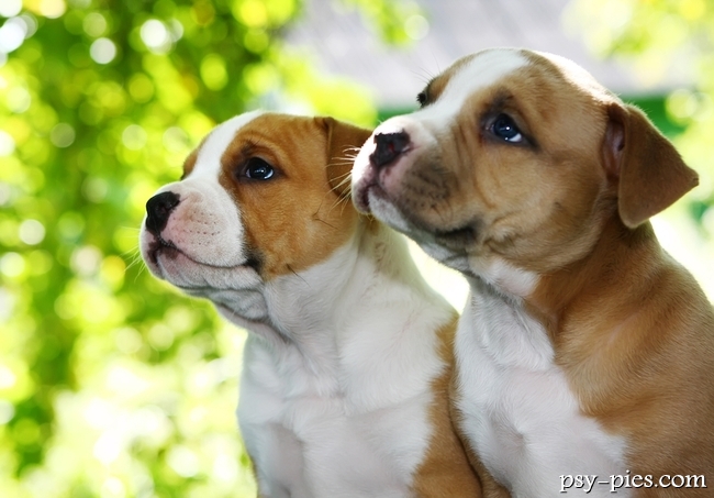 American staffordshire terrier