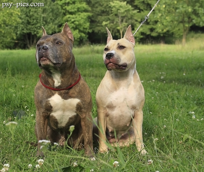 American staffordshire terrier
