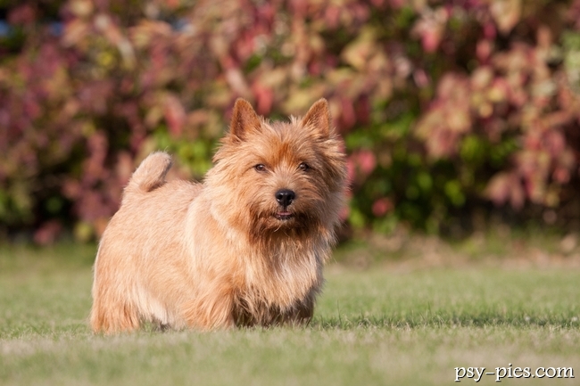Norwich terrier o pszenicznej szacie w pozycji stojącej