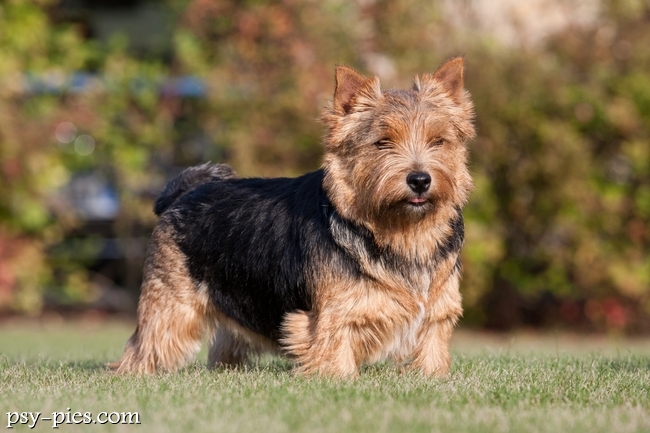 Norwich terrier na wystawie psów rasowych
