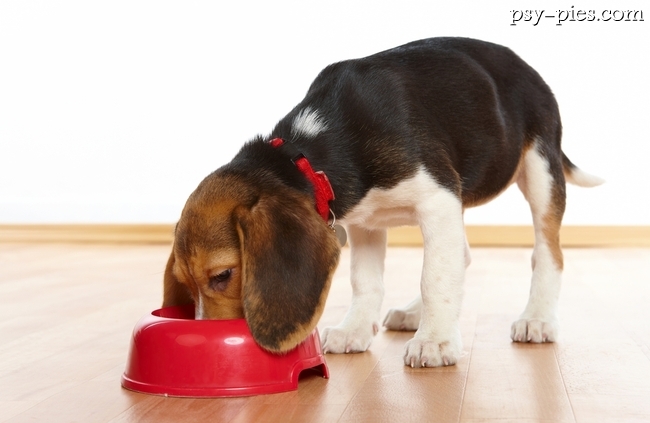 Żywienie psa Beagle