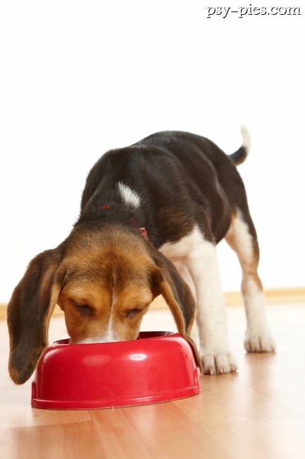 Żywienie psa Beagle