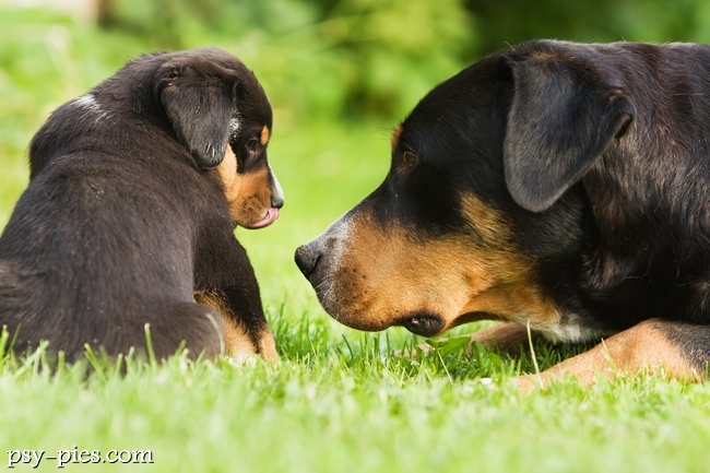 Szczenięta rasy grosser schweizer sennenhund w hodowli
