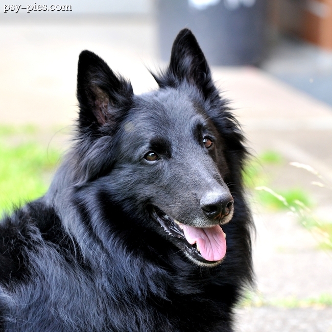 Groenendael