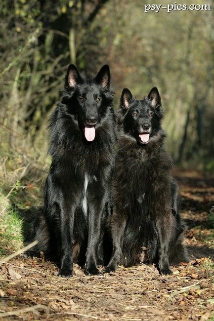 Groenendael