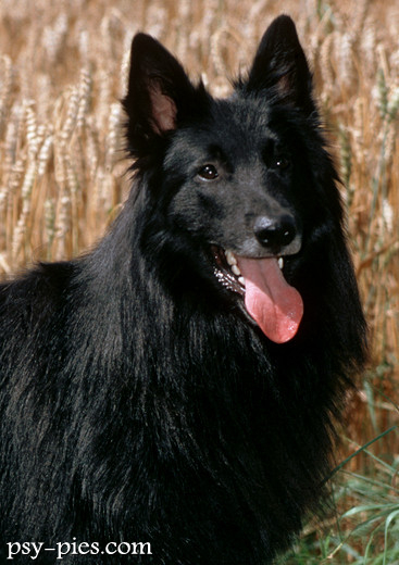 Groenedael