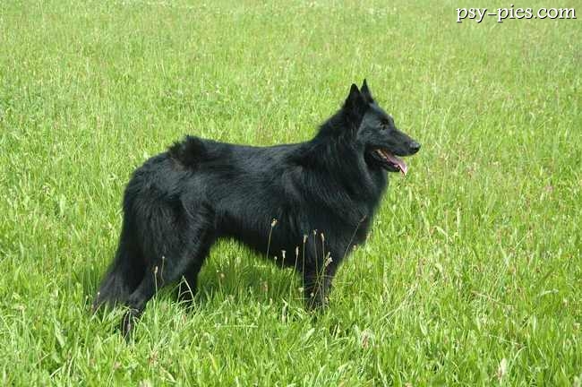 Groenendael