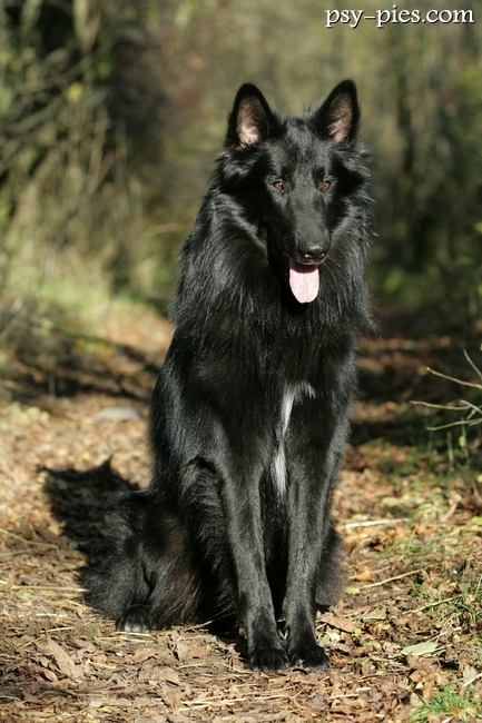 Owczarek belgijski Groenendael