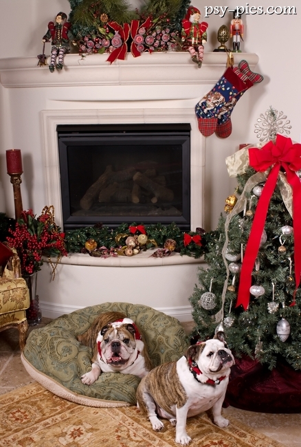 Pies leży pod świąteczną choinką