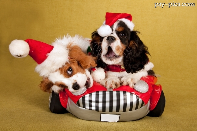 Szczeniaki cavalier king charles spaniela w koszyku