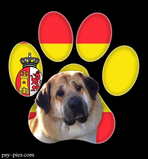 Brytyjski terier na wystawie