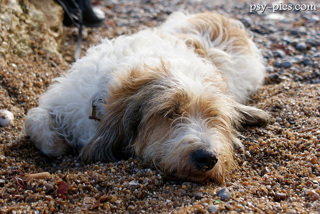 Petit Basset Griffon Vendeen