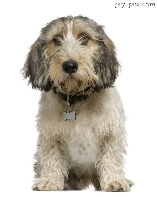 Petit Basset Griffon Vendeen