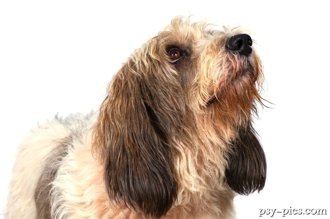 Petit Basset Griffon Vendeen