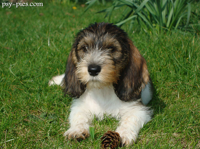 Petit Basset Griffon Vendeen