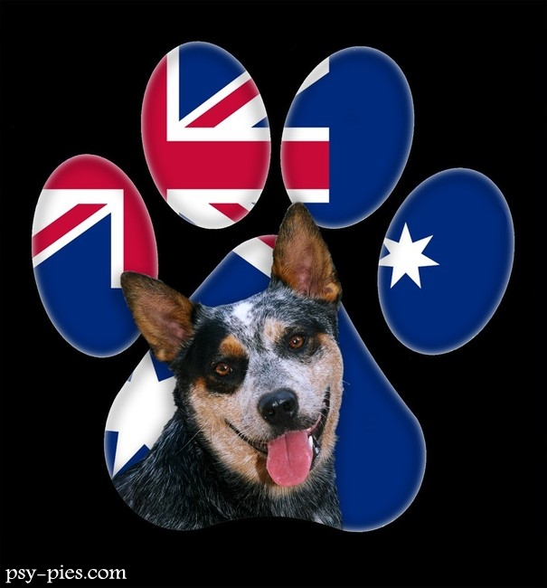 Australijskie pies pasterski