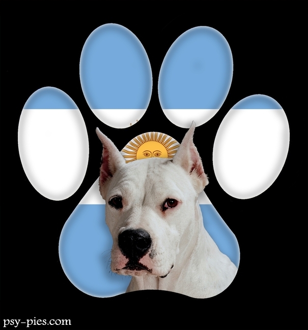 Dog argentyński