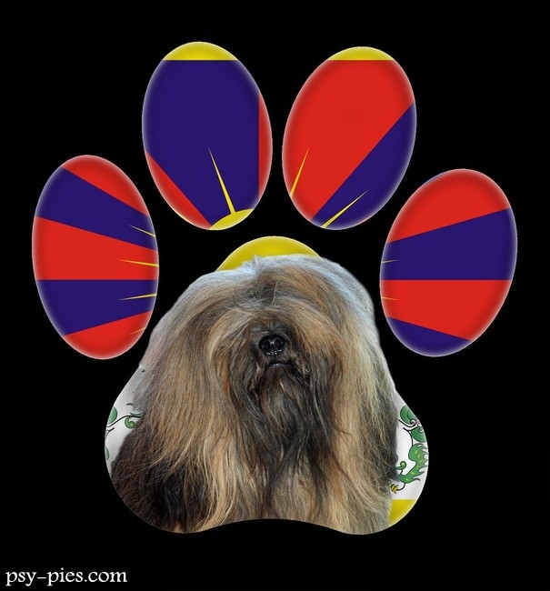Lhasa apso