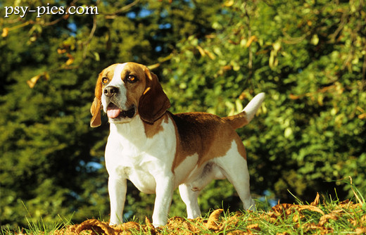 Beagle