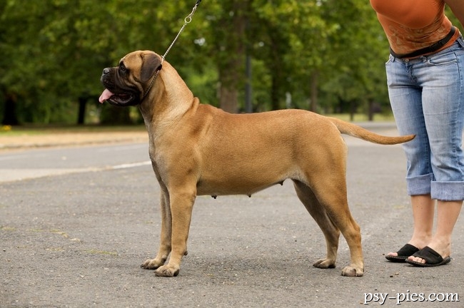 Bullmastiff