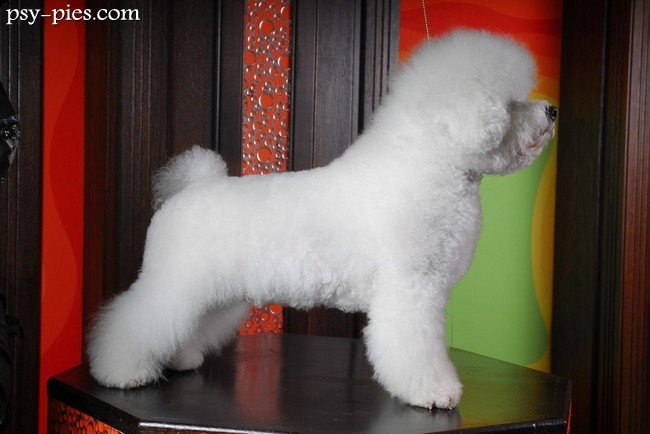 Bichon frise