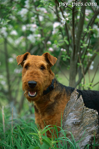 Airedale terrier