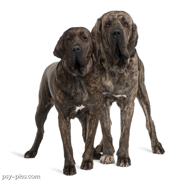 Młody pies rasy fila brasileiro