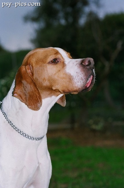 Pointer