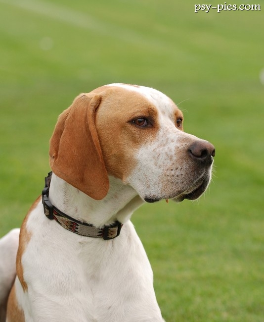 Pointer
