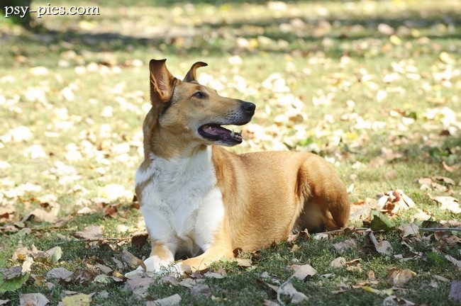 Collie smooth w umaszczeniu blue merle