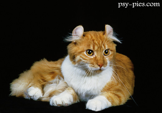 American curl, rasowy kot z zawiniętymi uszami