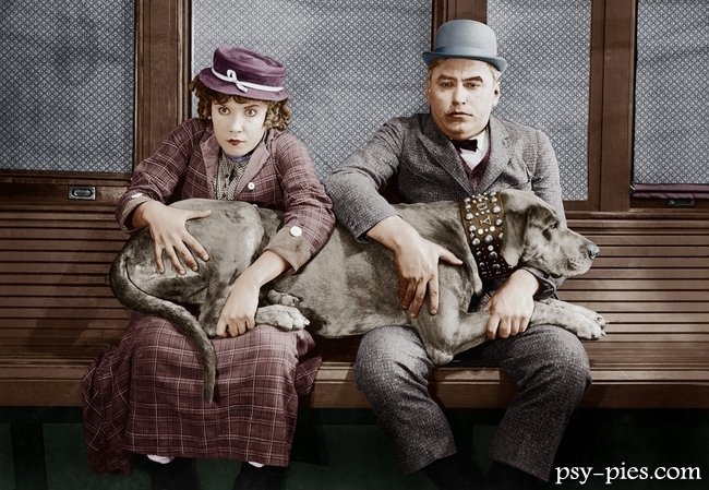 Słynne psy w filmach