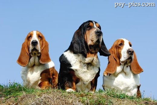 Beagle, mały ogar, na łące