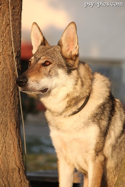 Czechoslovakian wolfdog w lesie