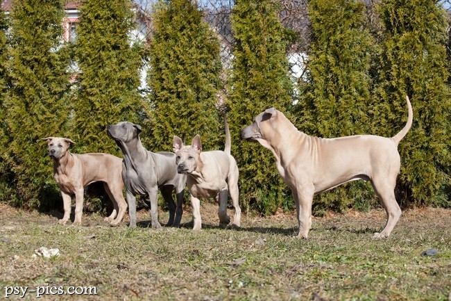 Thai ridgeback w czujnej pozie z postawionymi uszami