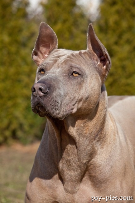 Thai ridgeback o niebieskim umaszczeniu