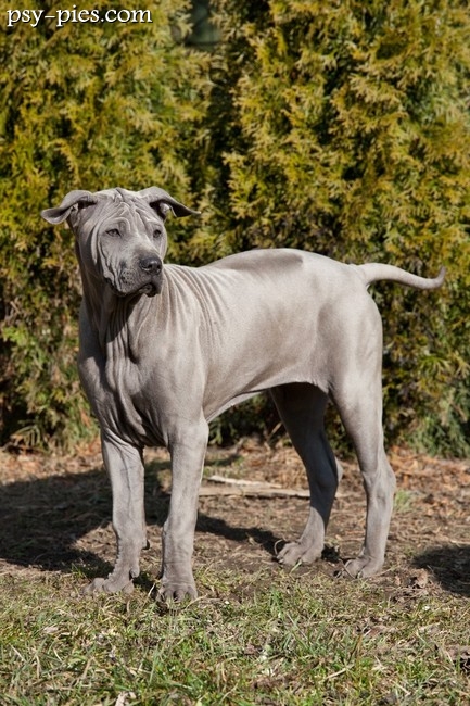 Szczeniak thai ridgeback