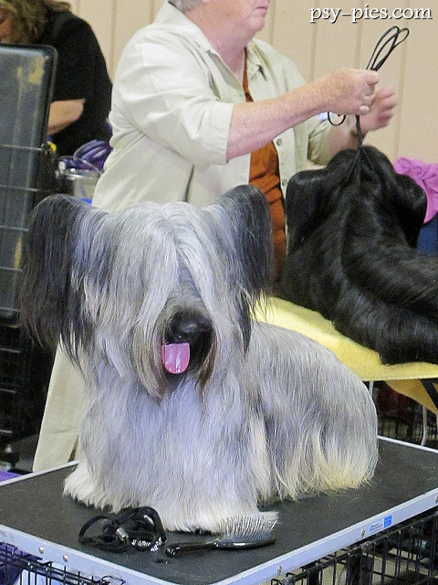 Skye terrier