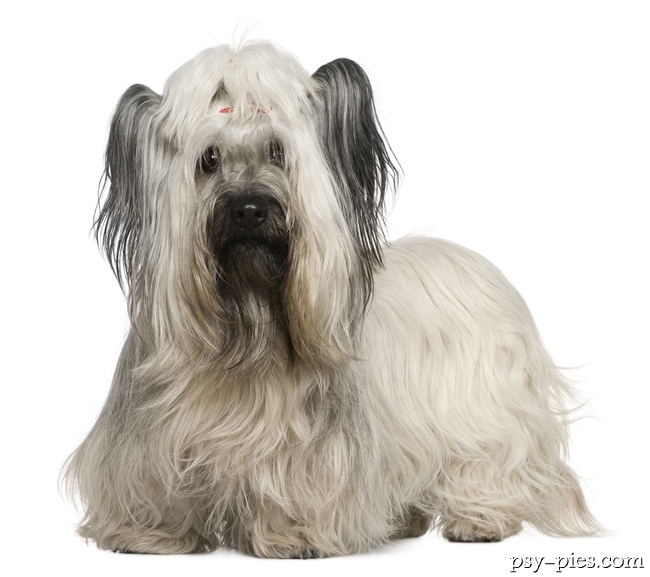 Skye terrier
