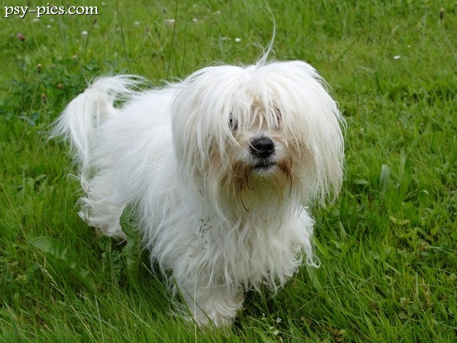 Coton de Tulear