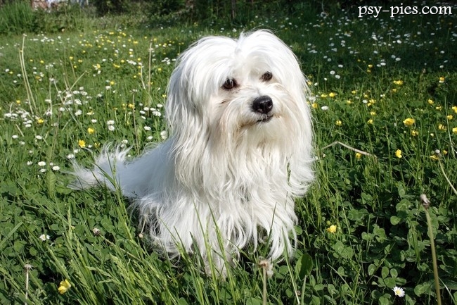 Coton de Tulear