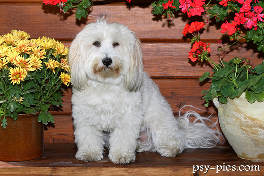 Coton de Tulear