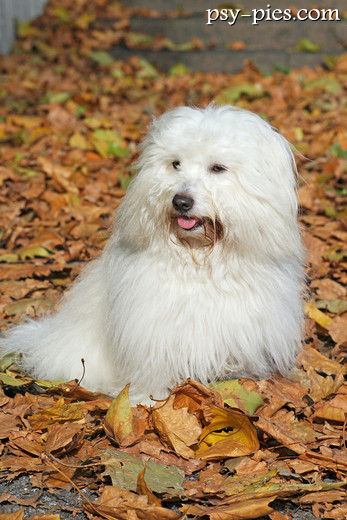 Coton de Tulear