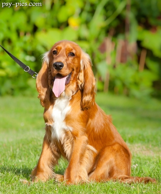 Cocker spaniel angielski