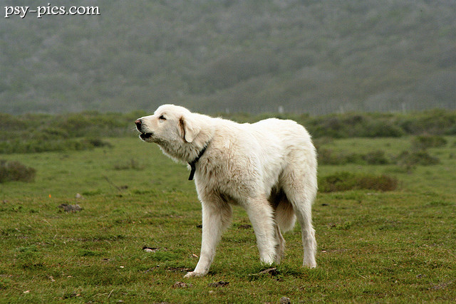 Akbash dog