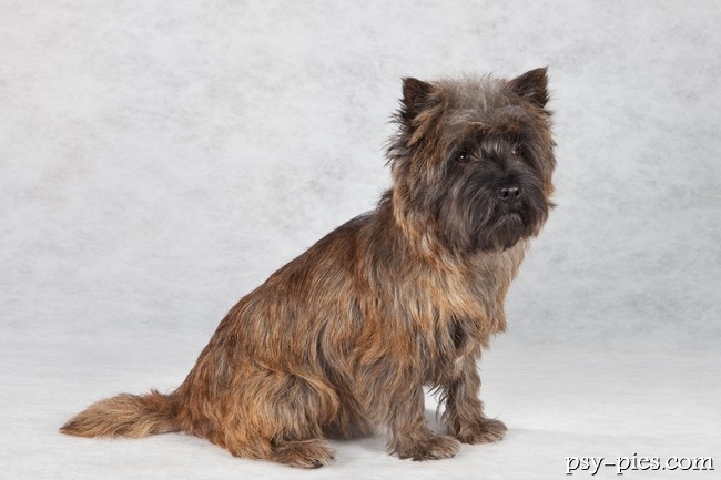 Cairn Terrier